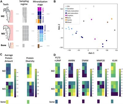 Mapping the Tooth Enamel Proteome and Amelogenin Phosphorylation Onto Mineralizing Porcine Tooth Crowns